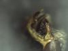 Nomada sp.